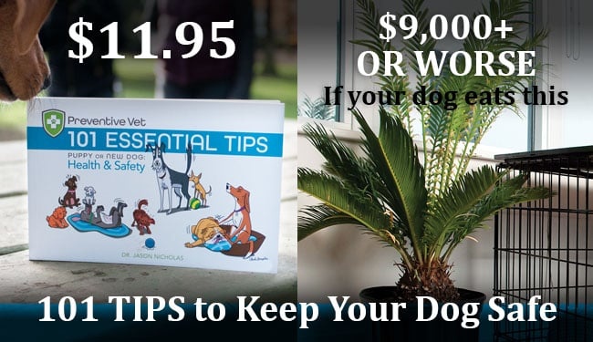 sago palms are toxic to dogs and cats