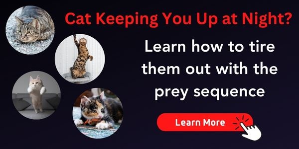 Use the prey sequence to deal with cat keeping you up