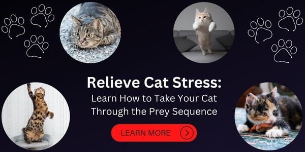 Stressed cat chill them out with the prey sequence