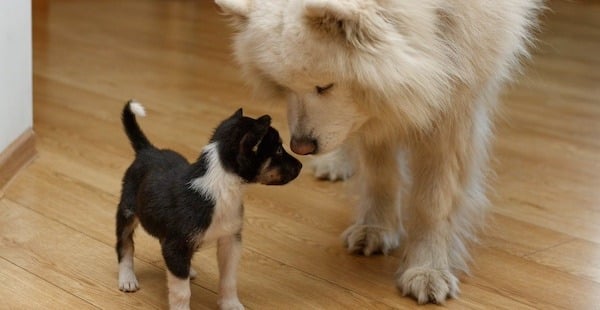 adult dog meeting a puppy