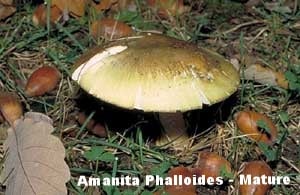 Amanita_Phalloides-Mature-Tip