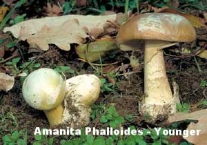 Amanita Phalloides Mushroom Younger Tip