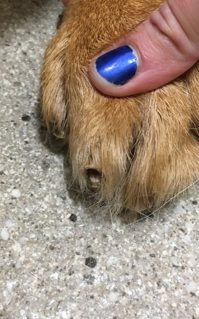 autoimmune disease affecting dog nail