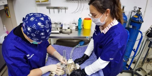 AVMA-Policy Veterinary Technology