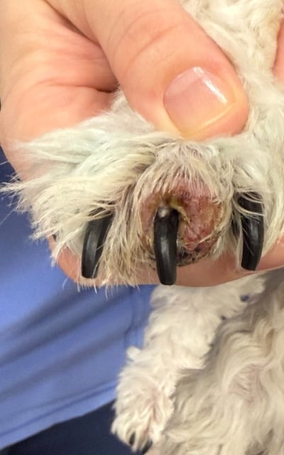 bacterial infection in dog nail