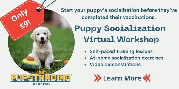 virtual socialization workshop for puppies only $9