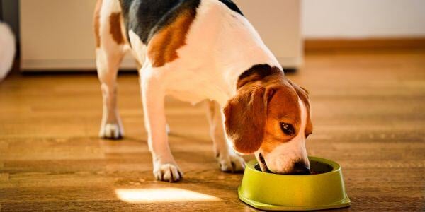 beagle eating from a green bowl