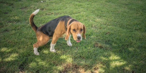 Beagle peeing on the lawn