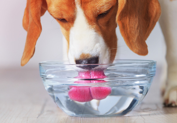beagle-dog-drinking-water