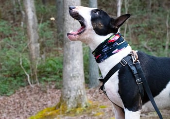 best dog treats for training