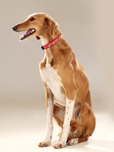 breed of dog that is bony