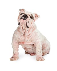 Bulldog con sarna o Demodex