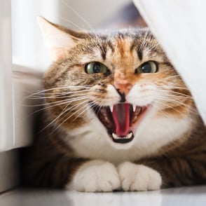 cat behaving aggressively