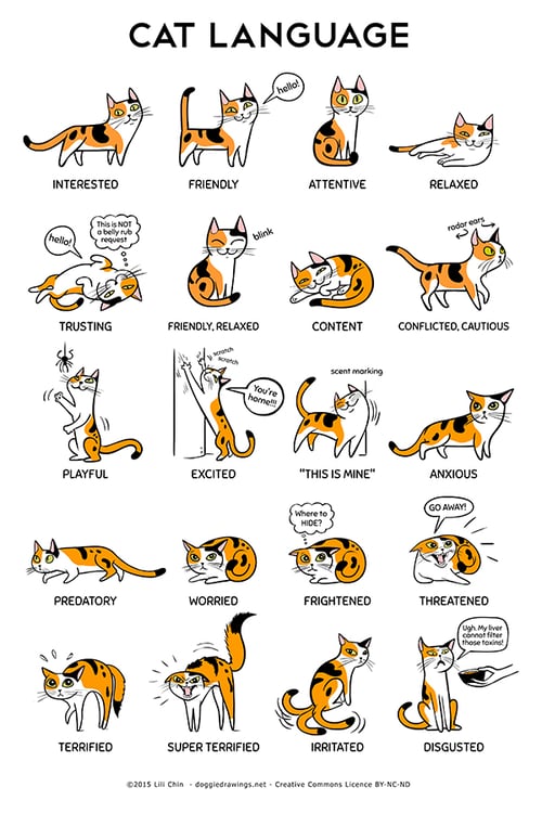 cat body language