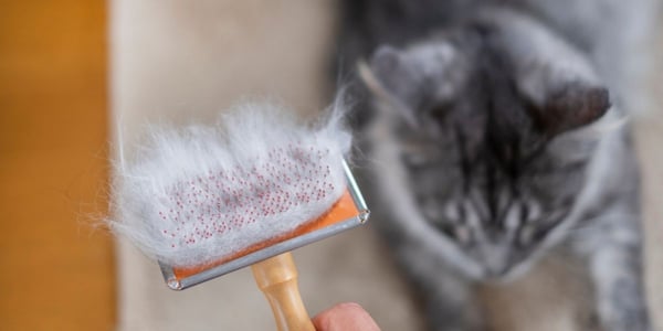 cat brush full of fur with cat nearby