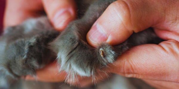 cat claw peeking out from paw
