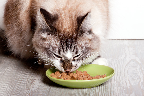cat eating wet food