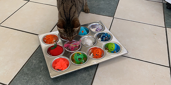 cat enrichment activity muffin tin