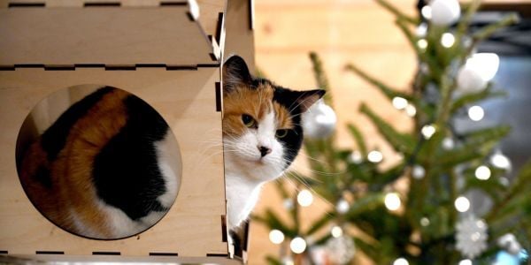 cat hiding with a christmas tree in background