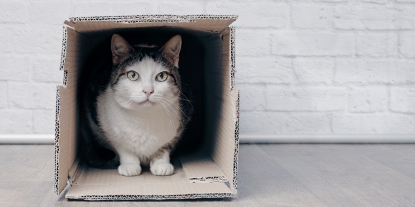 cat hiding in box