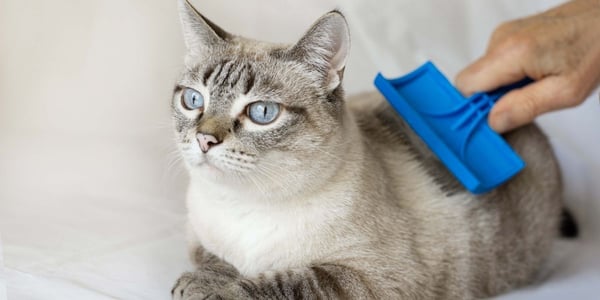 cat sitting and being brushed