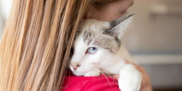 cat that has anxiety-shutter