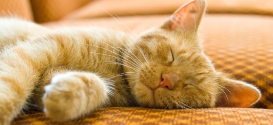 cat-kitten-pet-proofing