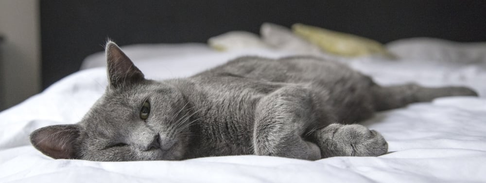 cat urinary obstruction survey