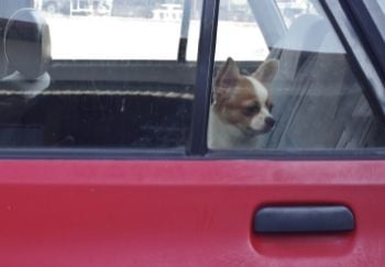 chihuahua looking out of car with closed windows