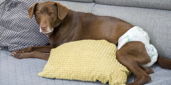 chocolate lab mix wearing a diaper because of incontinence