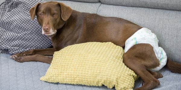 chocolate lab mix wearing a diaper lying on the couch-canva
