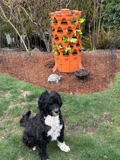 Clover dog sitting in front of fenced off garden tower
