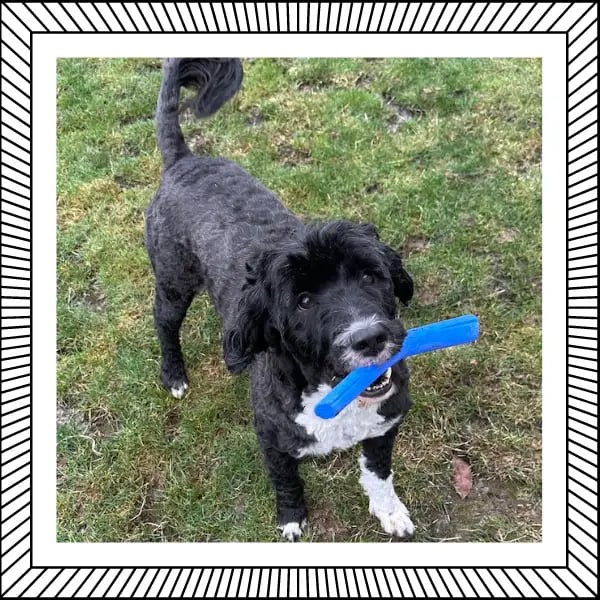 Clover with the fetch stick