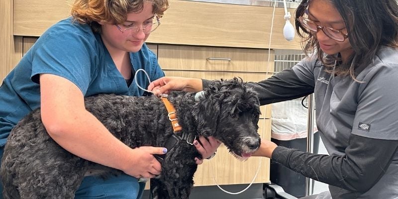 Clover-getting-IV-fluids-PV