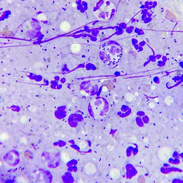 cytology of bacterial infection on dog skin