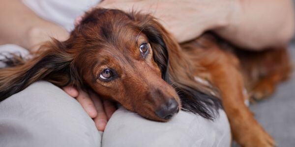 dachshund that swallowed a foreign body