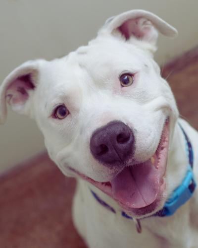 deaf white pit bull 400 canva