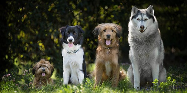 different dog breeds