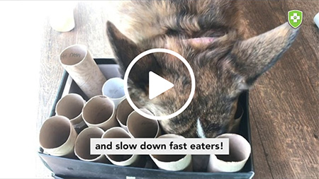 DIY Food Puzzle for Your Dog