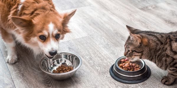 dog and cat eating side by side-canva