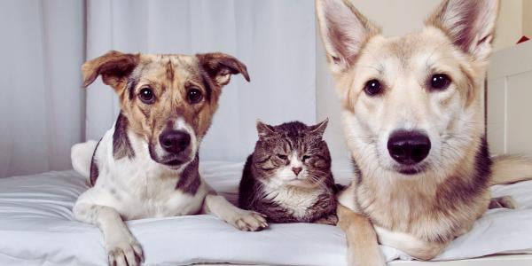 two dogs and a cat on a bed