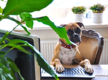 Dog at Desk Boxer