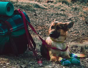 dog by hiking backpack