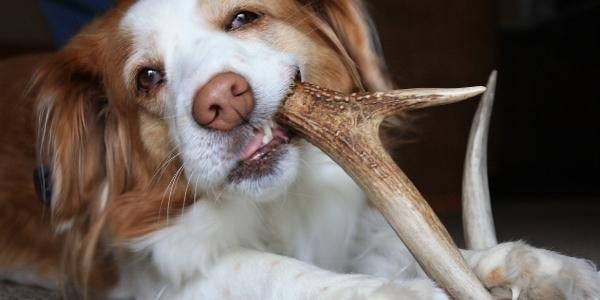 dog chewing on a deer antler