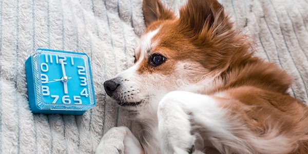 dog daily routine benefits - featured