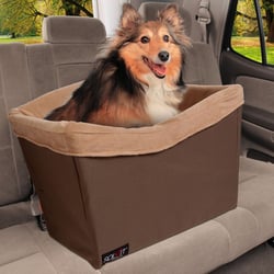 Dog in booster seat