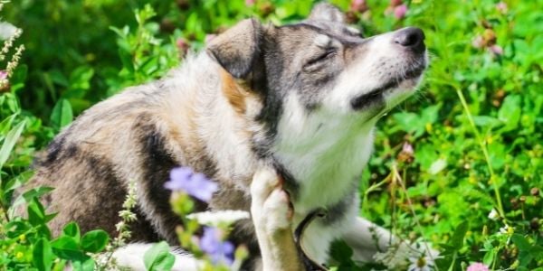 dog in garden itching