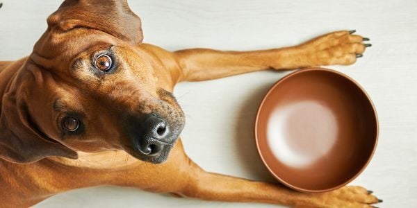 dog looking up from an empty food bowl