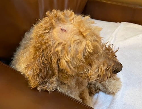 Bulto extirpado de la cabeza de un perro