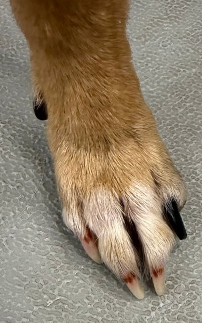 dog nail with brown stain from infection